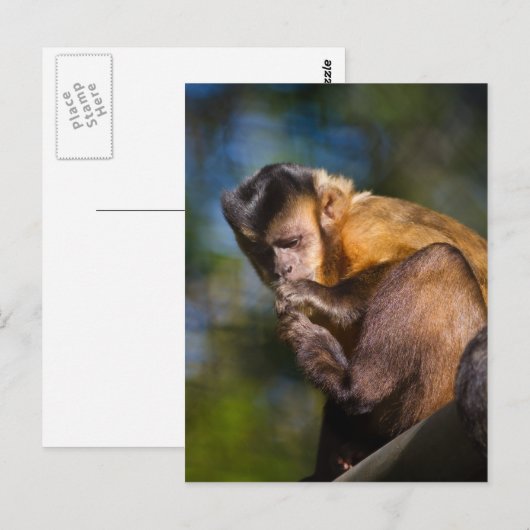 Capuchin Monkey Briefkaart (Voorkant / Achterkant)