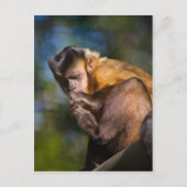 Capuchin Monkey Briefkaart (Voorkant)