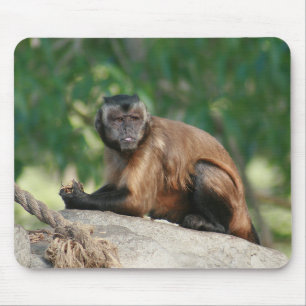 Capuchin Monkey Cute, maar Cranky Muismat