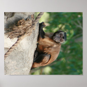 Capuchin Monkey Cute, maar Cranky Poster