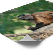 Capuchin Monkey Cute, maar Cranky Poster (Hoek)