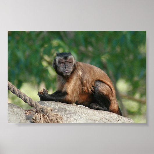 Capuchin Monkey Cute, maar Cranky Poster (Voorkant)