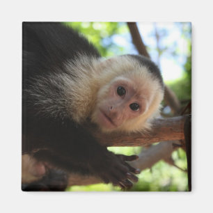 Capuchin Monkey Magnet Magneet