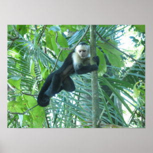 Capuchin Monkey Poster