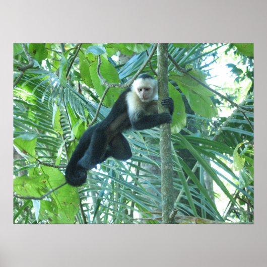 Capuchin Monkey Poster (Voorkant)