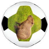 Capybara (Tourné)