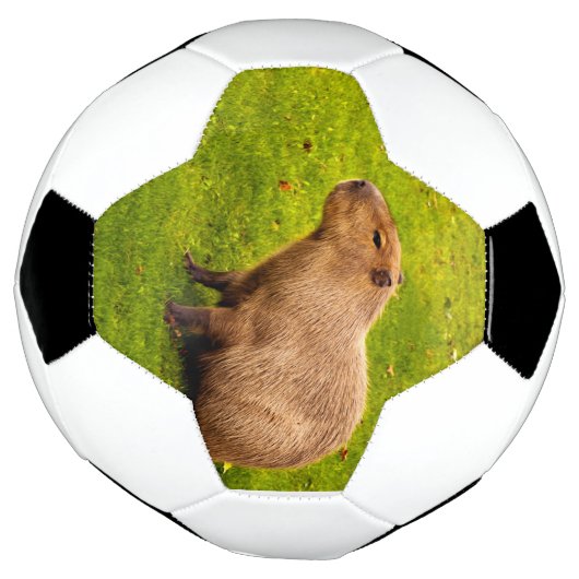 Capybara (Tourné)