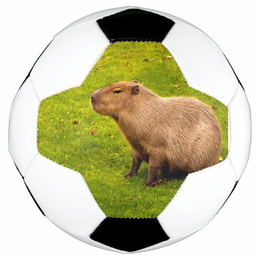 Capybara (Devant)