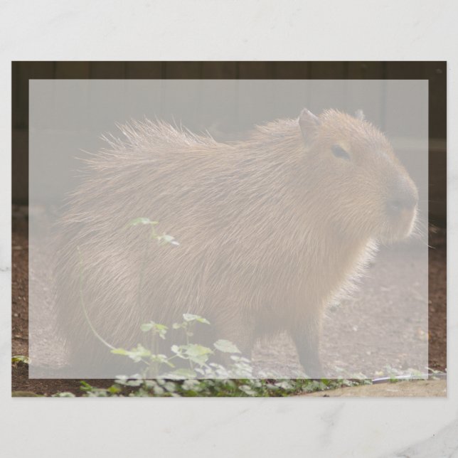 Capybara (Voorkant)