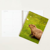 Capybara (Devant avec enveloppe)