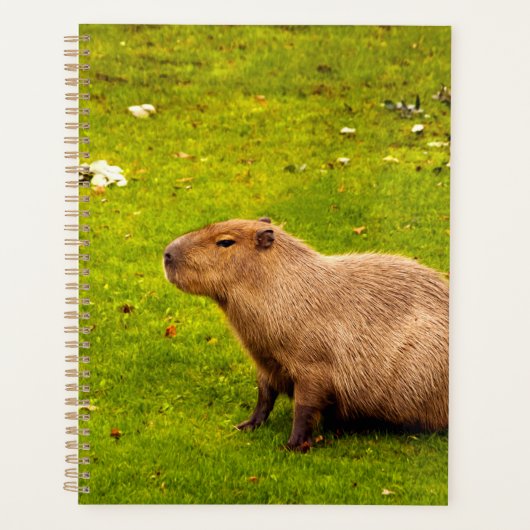 Capybara (Devant)