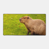 Capybara (Recto)