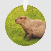 Capybara (devant)