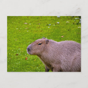 Capybara Ansichtkaart Briefkaart