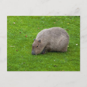 Capybara Ansichtkaart Briefkaart