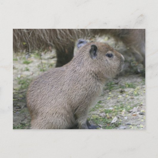 Capybara Babay Briefkaart (Voorkant)