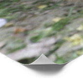 capybara baby poster (Hoek)