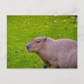 Capybara Briefkaart (Voorkant)