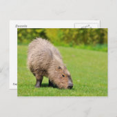 Capybara Briefkaart (Voorkant / Achterkant)