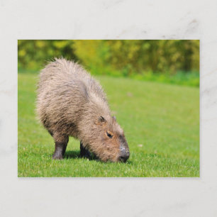 Capybara Briefkaart