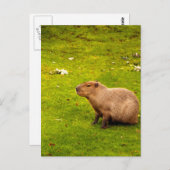 Capybara Briefkaart (Voorkant / Achterkant)