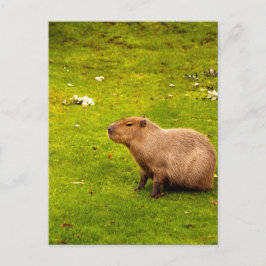 Capybara Briefkaart