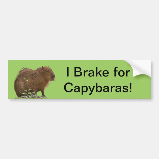 Capybara Bumpersticker (Voorkant)
