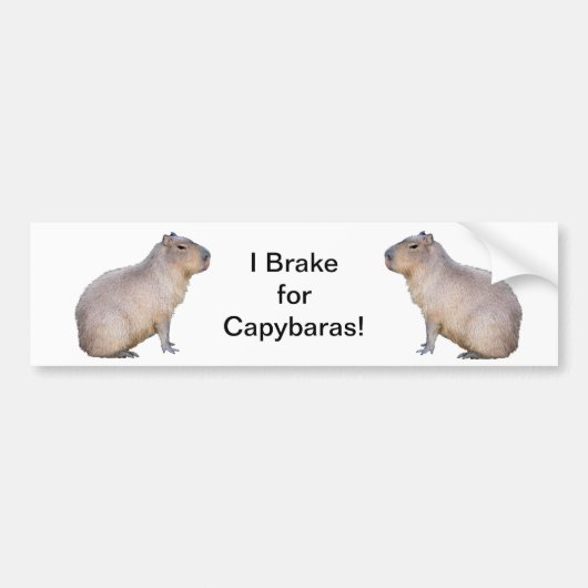 Capybara Bumpersticker (Voorkant)