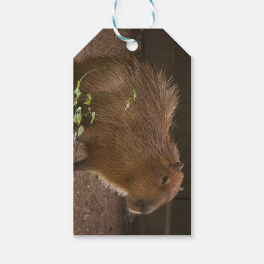 Capybara Cadeaulabel (Voorkant)