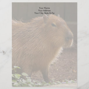 Capybara Custom Briefhoofd