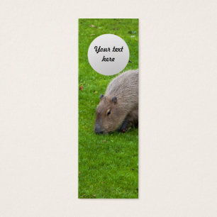 Capybara Extraordinaire