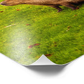 Capybara Foto Afdruk (Hoek)