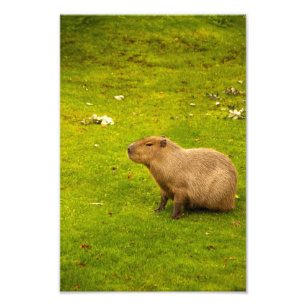 Capybara-fotoafdruk Foto Afdruk