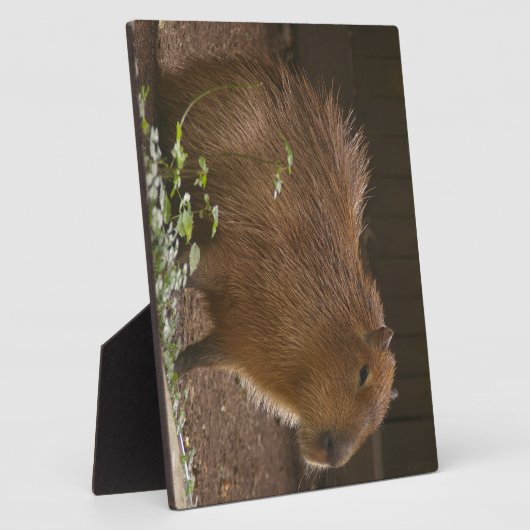 Capybara Fotoplaat (Zijkant)