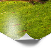 Capybara fotoprint foto afdruk (Hoek)