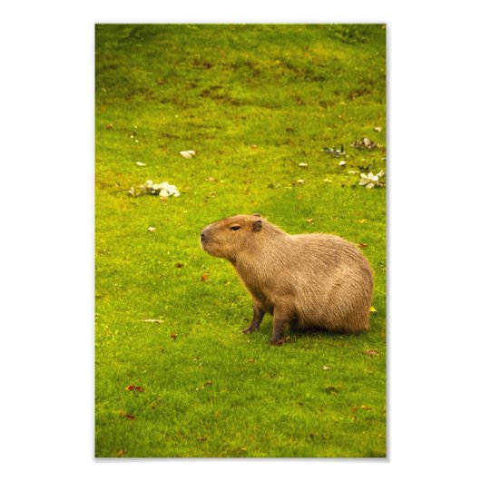 Capybara fotoprint foto afdruk (Voorkant)
