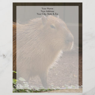 Capybara Gepersonaliseerd Briefhoofd