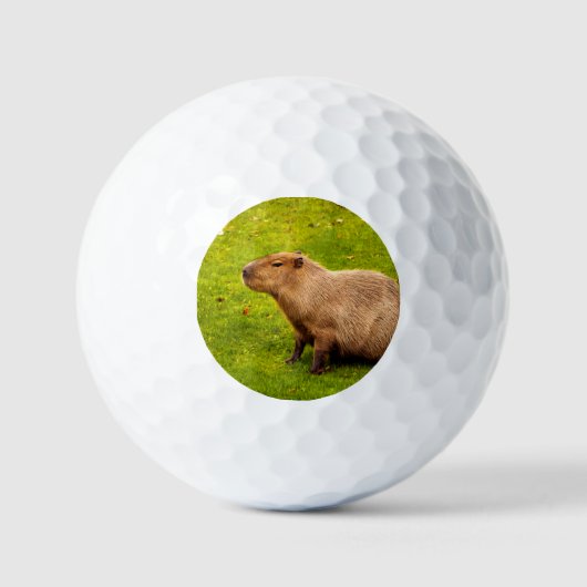 Capybara Golfballen (Voorkant)