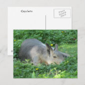 Capybara - Groot Knaagdier Briefkaart (Voorkant / Achterkant)