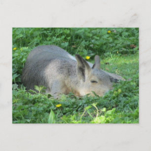 Capybara - Groot Knaagdier Briefkaart