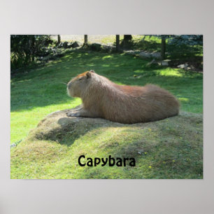 Capybara - Groot Knaagdier Poster