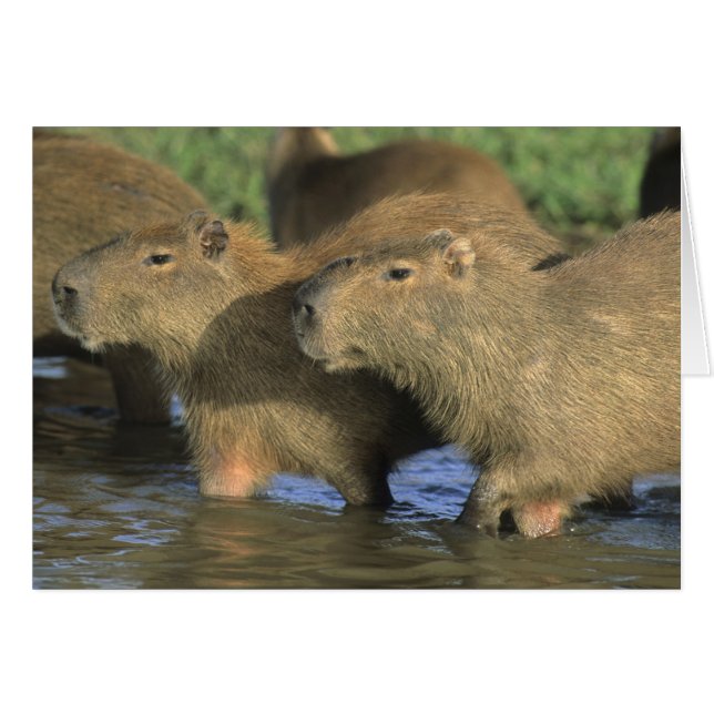 Capybara, Hydrochaeris hydrochaeris), monde (Devant horizontal)