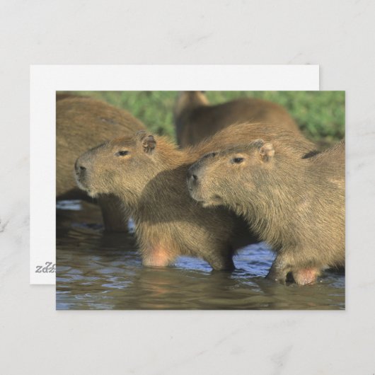 Capybara, Hydrochaeris hydrochaeris), wereldbol Briefkaart (Voorkant / Achterkant)