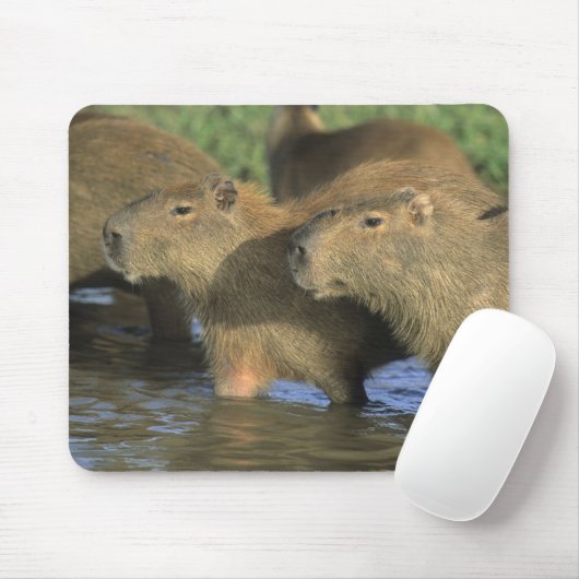 Capybara, Hydrochaeris hydrochaeris), wereldbol Muismat (Met muis)