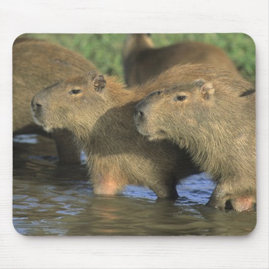 Capybara, Hydrochaeris hydrochaeris), wereldbol Muismat (Voorkant)