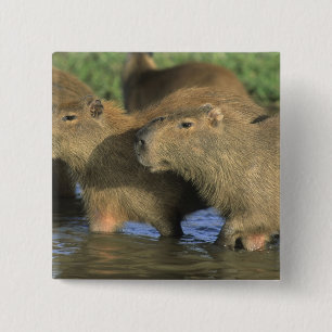 Capybara, Hydrochaeris hydrochaeris), wereldbol Vierkante Button 5,1 Cm