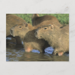 Capybara, Hydrochaeris hydrochaeris), werelds Briefkaart