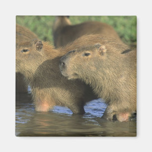 Capybara, Hydrochaeris hydrochaeris), werelds Magneet