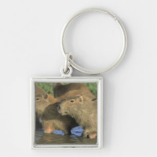 Capybara, Hydrochaeris hydrochaeris), werelds Sleutelhanger
