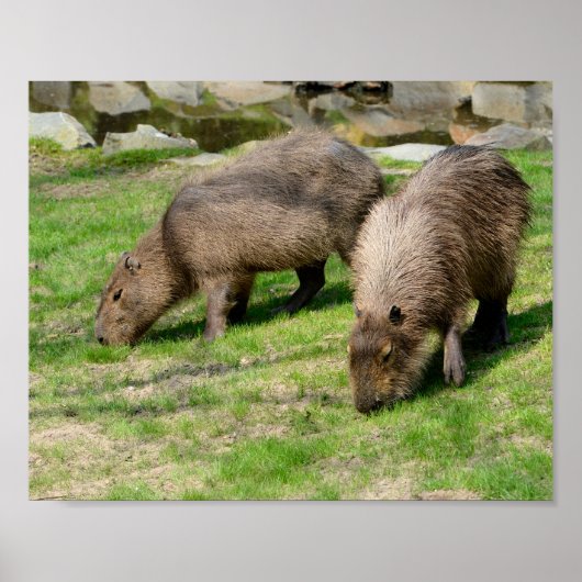 Capybara hydrochaeris poster (Voorkant)